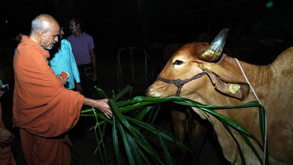 Gaushala Visit | Magodi, Gandhinagar, India | HDH Swamishri Vicharan | 16 Oct, 2024